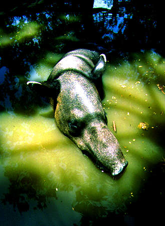 An Exciting rainforest adventure tour. Explore the Emerald Mystique of the Rainforests of Belize teeming with Exotic Wildlife and Hidden Mayan Temples & Pyramids on a 3 day Inland Adventure Tour and then Relax on the Reef in lovely San Pedro on the idyllic Caribbean island of Ambergris Caye.